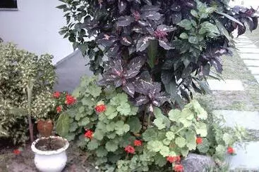 ペンション Pousada Neves Paraiso Tropical