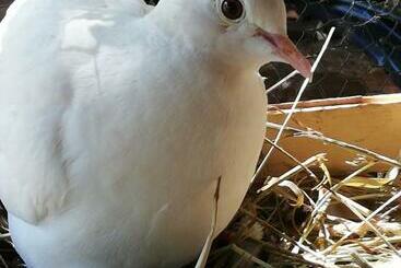 ベッドアンドブレックファースト Les Chambres D'helix