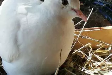 ベッドアンドブレックファースト Les Chambres D'helix