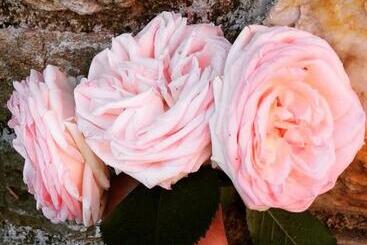 酒店 Kalderimi Country House