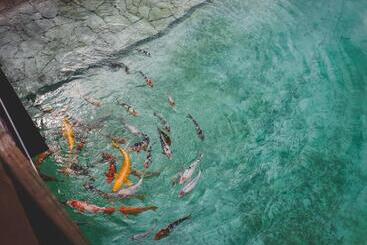 Отель трипільське сонце