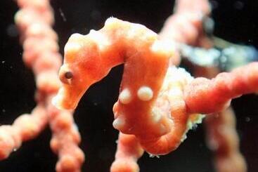 Love's Beach & Dive Resort