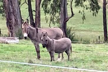 בית מלון כפרי Avoca Park Equestrian Farmstay