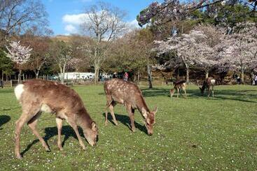 בית מלון כפרי Tenpyo Naramachi
