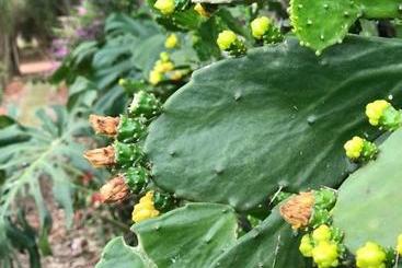 Pensão Rancho Dos Pássaros Amarelos