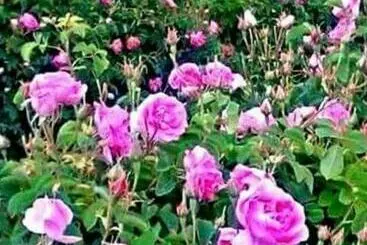 Majatalo Maison D Hôtes Kasbah Des Montagnes Boutaghrar