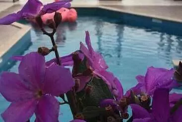 Отель Pousada Palmeiras