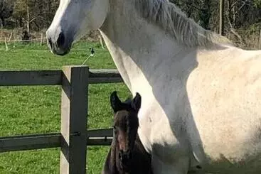Bed and Breakfast Ancien Hôtel Aux Moines Pierrefitte St Lo