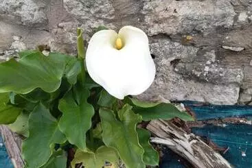 Pansiyon Ty Galis