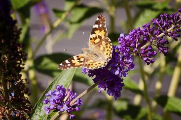 Dreamzzz Boutique B&b Kaatsheuvel