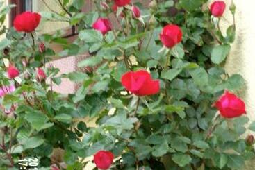 تختخواب و صبحانه Chambres D Hotes Du Vignoble