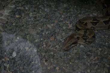 هتل Tapirus Lodge