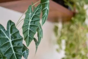 アパートホテル Mayanah Bacalar