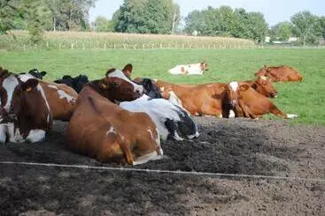 Pensione Elegance Hamont