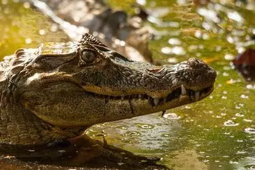 فندق Lapa Rios Lodge By Böëna