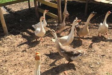 Pansiyon Pousada Pe Na Terra Em Guararema