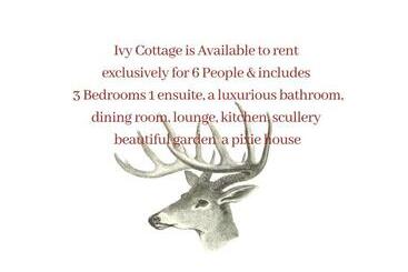 Ivy Cottage B&b