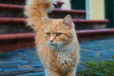 Pensió Cà Di Gatti Guesthouse