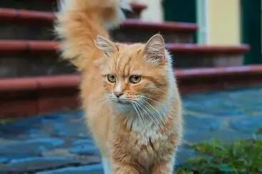 Pensão Cà Di Gatti Guesthouse