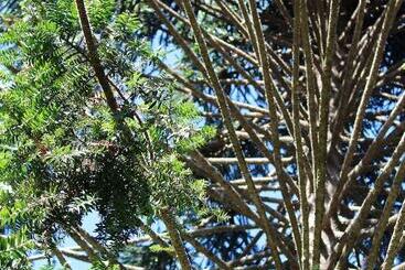 茅舍 Belle's At Montville