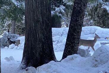 فندق Lochsa Lodge