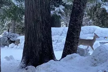 Hotelli Lochsa Lodge