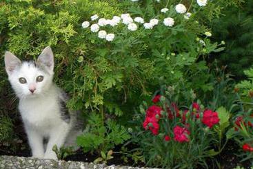 茅舍 Bauernhof-familie Scheidl