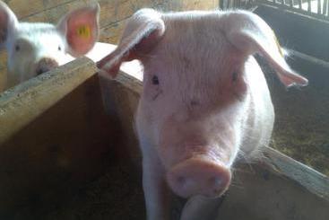 コテージ Bauernhof Weidinghof