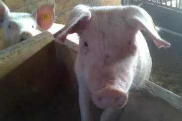 קוטג'' Bauernhof Weidinghof