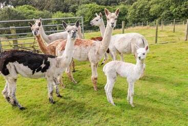 茅舍 Shepherds Hut The Hurdle