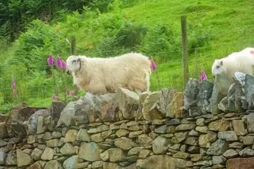 Mökkimajoitus Tyn Llwyn