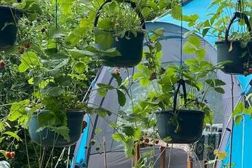 Bed and Breakfast тереза кемпинг