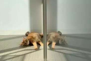 Majatalo 台南包棟 好寿民宿 Koju貸切一軒家