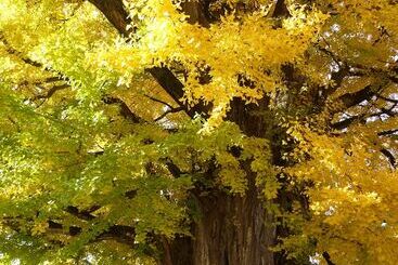 Hotel Minshuku Kuwataniya