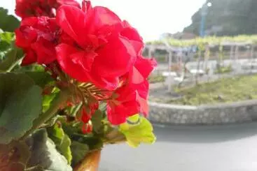 Al Geranio B&b