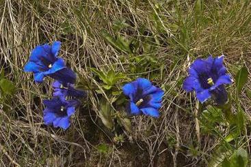 Pensjonat Alte-stube Gasthof