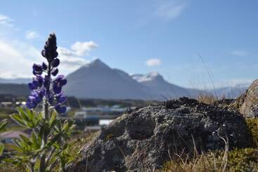 هتل Framtid Hostel