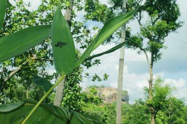 膳宿费 Sigiriya Like Lodge