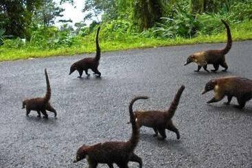 מלון כמוסות Cabinas Carolina