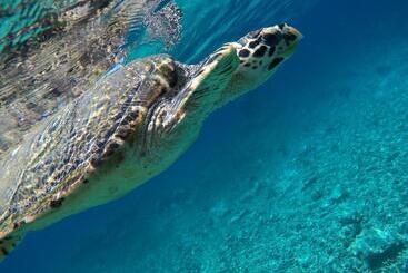 هتل Atoll Residence Dhangethi