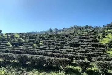 ホテル Chiangrai Resort House