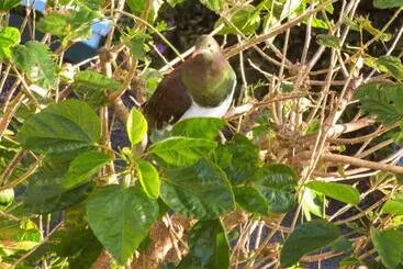 Tourist flats Craicor Boutique Apartments