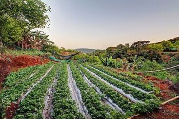 酒店 Treebo La Paradise