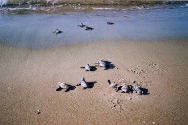 Antonios Village Hotel & Apartments