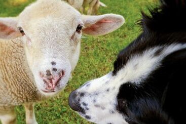 Hotel wiejski Cab ânes Du Pibeste