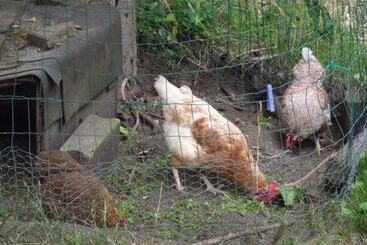 ペンション B & B Familie Van Vliet