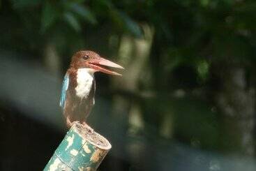 Bakau Hijau Riverlodge Hostel