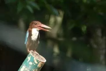 Bakau Hijau Riverlodge   Hostel