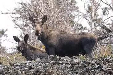 コテージ Big Intervale Fishing Lodge