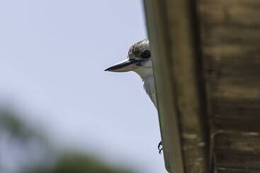 Сельский дом Clarendon Forest Retreat
